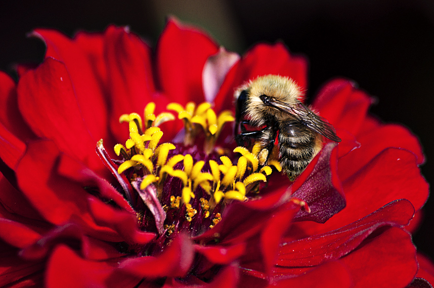 bee01